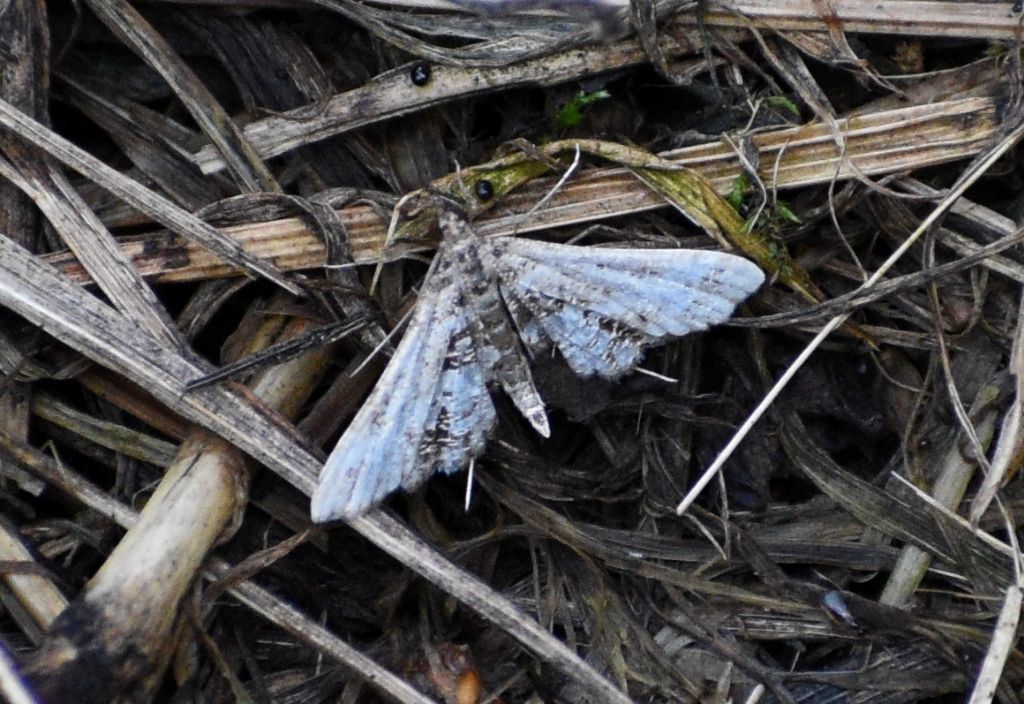 Diasemia reticularis - Crambidae